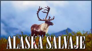 LA NATURALEZA SALVAJE DE ALASKA Una Lucha por Sobrevivir  Documentales Completos en Español [upl. by Brookner650]