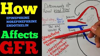 Effect of Epinephrine Norepinephrine and endothelin on GFR  Renal system lecture 70 [upl. by Ayekal]