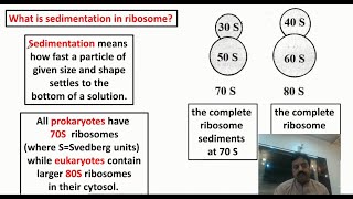 The Ribosome 70 S amp 80 S Structure and Function In Sindhi  XI Biology  Chapter 4 The Cell [upl. by Ellinger123]