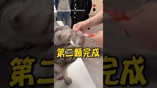 【寵物】寵物行為醫師 教用肉泥輕鬆餵藥｜貓｜餵藥｜肉泥｜寵物 [upl. by Franciskus]