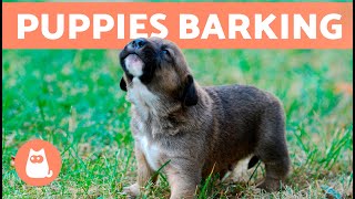 The Best PUPPIES BARKING COMPILATION 🐶 🔊 Cute and Adorable Puppy Barks [upl. by Compton]