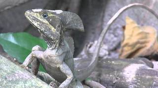 Basiliscus vittatus Brown basilisk  Basilisco o Charancaco male  macho Video 01 [upl. by Aerdnas]