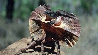 Плащеносная ящерица  Frilled Lizard Энциклопедия животных [upl. by Ezeerb]