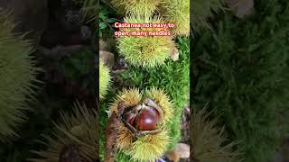 Castanea eatable nature shortvideo shortviral shortsfeed [upl. by Kendall]