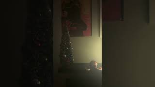 Murph’s Christmas lights christmas fortnite viralshorts [upl. by Aimet]