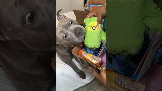 These are the only toys I get my dog dogtoys dogtreats shorts [upl. by Shane]