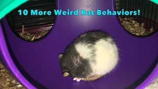 10 More Weird Yet Totally Normal Behaviors From Pet Rats [upl. by Nahsez]