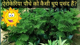 एरोकेरिया का पौधा कैसे उगाए How to Grow Araucaria plant 🌱 ll [upl. by Luisa]