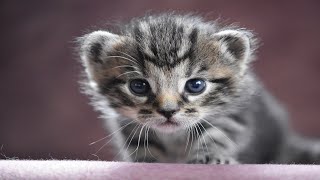 Kätzchenvideos  schöne und Lustige Katzenbabys 4  KatzenVideos [upl. by Oinota]