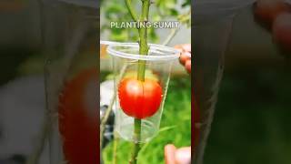 Best method of propagate roses by air layering with tomato roseplant airlayering [upl. by Velda]