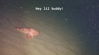 FIFISH V6 ROV  Gloucester MA  14 Nov 20 [upl. by Ainex]