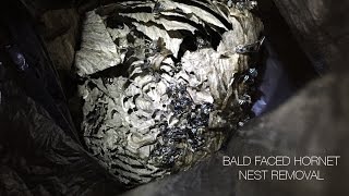 Bald Faced Hornet Nest Removal [upl. by Ycnay132]