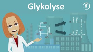 Die Glykolyse  Zellatmung Stoffabbau amp Stoffwechsel  Studyflix [upl. by Marielle]