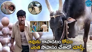 ఆవు కోసం ఎంత కష్టపడ్డాడో చూడండి Chiranjeevi Bull Fight Scene  iDNizamabadhj1vp [upl. by Newell468]