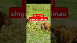 harimau vs singa Tuagapat24 shorts facts viralvideo anime [upl. by Eldora]