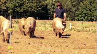 A clear solution for farmers Outdoor pigs [upl. by Gnaht]