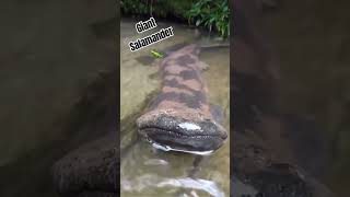 Chinese Giant Salamander 🦎🦎🦎 [upl. by Snevets]