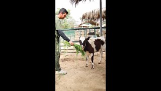 🐄 ¡Ayúdanos a nombrar a la nueva ternerita en Sinchi Roca 🐄 [upl. by Mareah799]