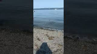 coho fishing 82 8224youtubeshorts pnw cohofishing fishing fish cohosalmon [upl. by Carmine]