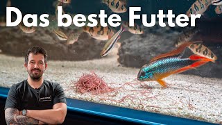 Das beste Fischfutter  Lebendfutter richtig füttern [upl. by Ahsiekin969]