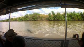 Saltwater Crocodile attempts attack on Tour Guide [upl. by Porty]