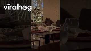 Polite Raccoon Eats Leftovers At Restaurant  ViralHog [upl. by Sarson]