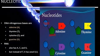 Nucleic Acid  Biochemistry Biological Macromolecules  Building Blocks of Life Bio with Nehad [upl. by Ellekcim611]