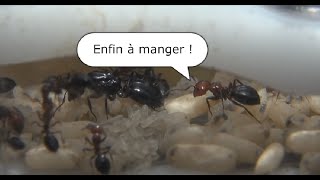 Camponotus lateralis 4  ça démarre enfin après 3 ans [upl. by Eiramesor]