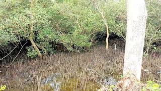 Pneumatophores  Breathing roots  Respiratory roots  Mangroves [upl. by Divaj]