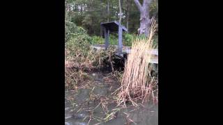 Removing Phragmites from Marshy Point [upl. by Jude]