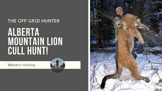 Alberta Mountain Lion  Cougar Cull Hunt Kill Shot COUGAR  SUPER SLAM [upl. by Asilrak]