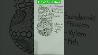 T S of dicot root botanydiagram biologydiagram [upl. by Peacock505]