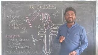 STRUCTURE OF NEPHRON Telugu నెఫ్రాన్ నిర్మాణం [upl. by Sewel]