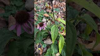 Cone flowers fought a good fight amongst the creeping Charlie [upl. by Englebert]