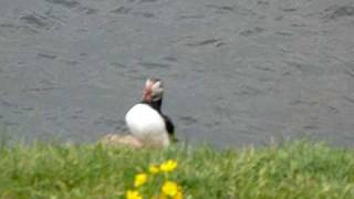 Papageientaucher Fratercula arctica  Puffin  Island [upl. by Faro]