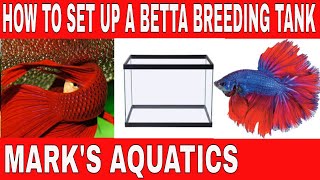 HOW TO BREED BETTA FISH PART ONE SETUP [upl. by Guinevere]