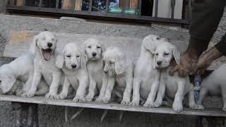 English Setter first lesson [upl. by Iew]