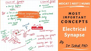 Difference between chemical and electrical synapse  MDCAT  NEET [upl. by Imogene]