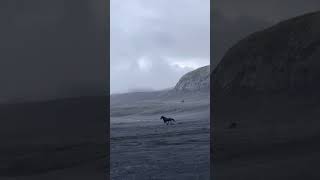 Beauty of horses in Iceland ✨riding horsemanship horseriding horsebackriding iceland [upl. by Kamp86]