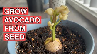 How to Grow Avocado Plant From Seed  Growing your Own Avocado tree [upl. by Javler]