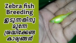 Zebra Fish Breeding and Conditioning Method [upl. by Aurita]