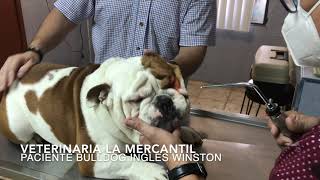 Veterinaria La Mercantil Problemas de ojos en Bulldog Ingles Entropión y ectropión Parte 1 [upl. by Ilyah]