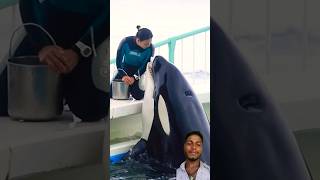 😱🐋😱 水族館 鴨川シーワールド ディズニー 鴨シー animals 動物 鴨川シーサイド kamogawaseaworld 😱🐳😱 [upl. by Endor9]