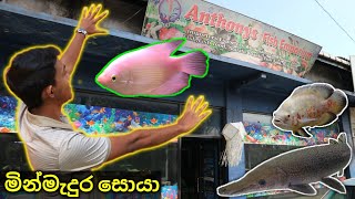 Aquarium Store Tour  Puwakpitiya Awissawella Sri Lanka  මින්මැදුරු සොයා ගමන 2 [upl. by Slen]