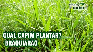 Qual capim plantar BRAQUIARÃO [upl. by Aicilanna]