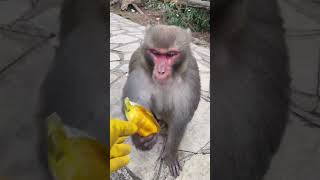 Good Monkey Awesome Monkey Wild Monkeys Outdoors Interesting Animal Behaviors Top Animal 104 [upl. by Alleciram]