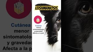 🦟LEISHMANIOSIS Visceral y Cutánea consejosveterinarios perros [upl. by Teodoro]