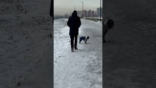 Радости нет предела  снежок и камушки  bulgakov family frenchbulldog puppy dogpower [upl. by Brinkema]