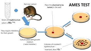 NEOPLASIA 7 CHEMICAL CARCINOGENESIS amp Ames test [upl. by Eecram]