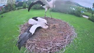 Storchennest Alfeld Leine  Erste Ausflüge  02072024 [upl. by Fesuy]